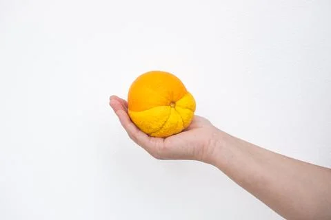 Half lemon, half orange fruit in a woman hand. Citrus fruit. Mix of lemon a.. Stock Photos