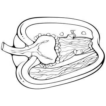 Half lying paprika pepper line art Illustrazione stock