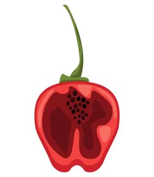 Half manzano chilli pepper Stock Illustration