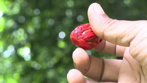 Half-matured nutmeg seed and mace Video stock 279752435