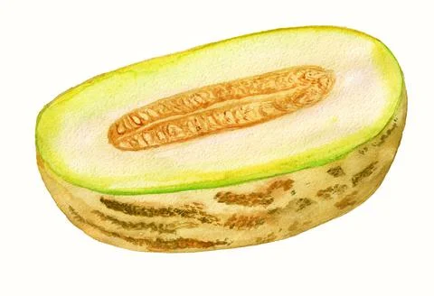 Half of melon Stock Illustration
