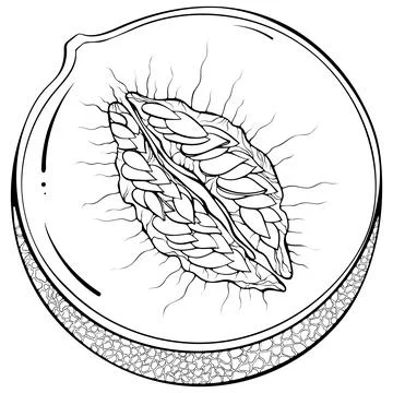 Half melon line art Stock Illustration