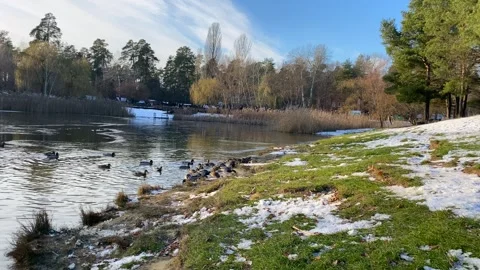 A half-melted pond in winter with ducks feeding on the shore of a winter lake. 動画素材 262045481