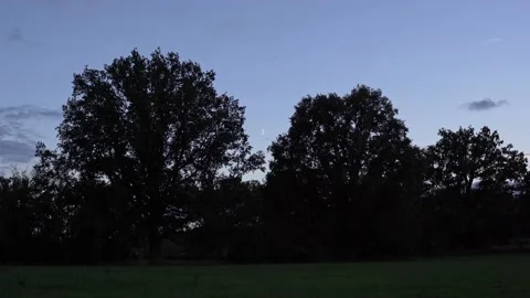 Half moon above 2 big trees in the evening during blue hour Video stock 218125192