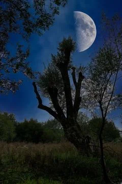 Half Moon Above a Silhouetted Tree Fotos Stock