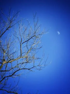 Half moon and dry tree branches Fotos de archivo