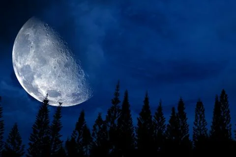 Half moon back silhouette pine in dark night sky 写真素材