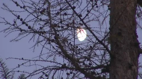 Half moon behind the dry pine Video stock 11887413