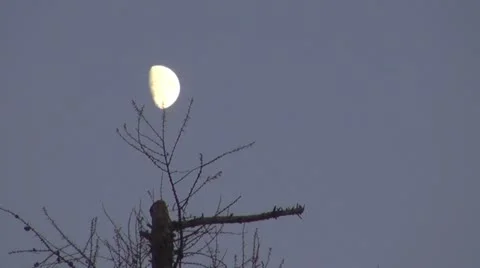 Half moon behind the dry pine Vídeos de archivo 12174223