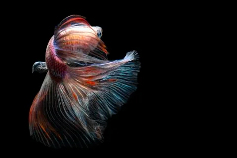 Half moon Betta fish, capture the moving moment beautiful of siam betta fish in  Stock Photos