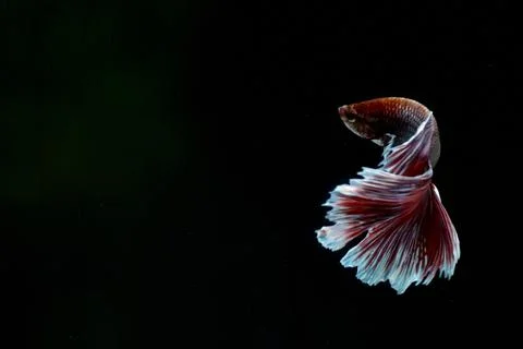 Half Moon betta fish Stock Photos