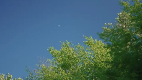 Half Moon in Blue Day Sky with Green Trees Providing Calm Natural Backdrop Stock-Footage 331063427