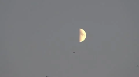 Half moon on blue sky and crow Video stock 12172857