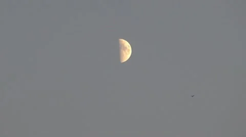 Half moon on blue sky and crow Video stock 12172864