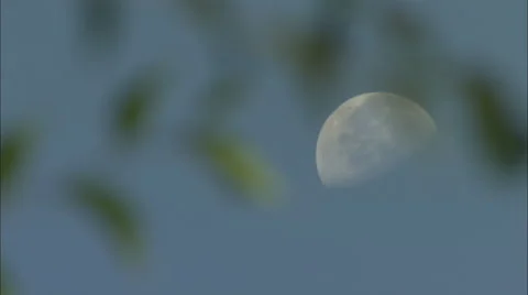Half Moon in Blue Sky Behind Tree Time Lapse HD Video Stock-Footage 57964112