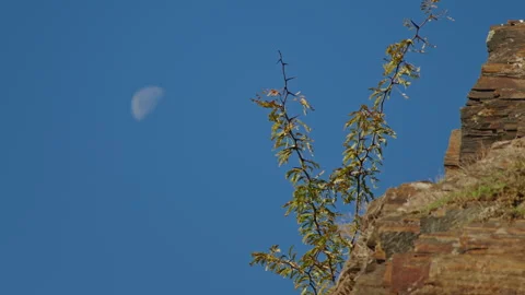 Half moon in a clear blue sky with blurred branches and rocky foreground Stock Footage 304309680