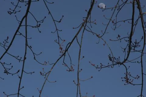 Half Moon Cradled Stock Photos