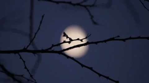 Half Moon Day Vídeos de archivo 55548840
