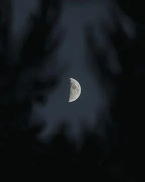 Half Moon in the Evening Sky Behind Fir Trees Stock Photos