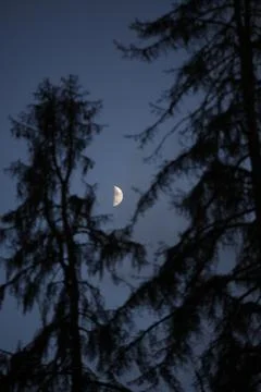 Half Moon in the Evening Sky Behind Fir Trees Stock Photos