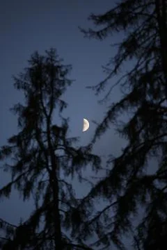 Half Moon in the Evening Sky Behind Fir Trees Stock Photos