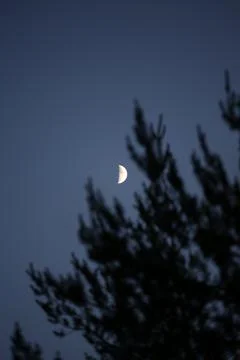 Half Moon in the Evening Sky Behind Fir Trees Stock Photos