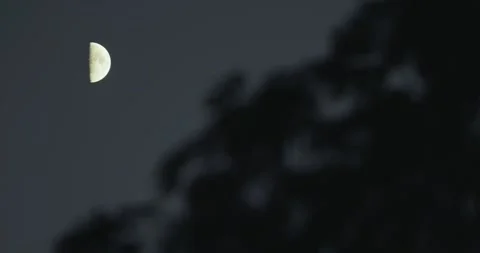 Half moon glowing in dusk sky with blurred tree silhouette Stock Footage 345748316