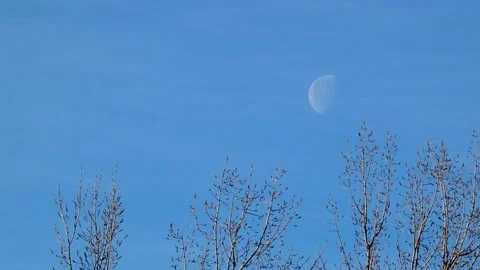 Half moon over blue sky and branches Stock Footage 234622339