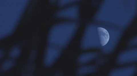 Half Moon &amp; Palm Tree Leaves Video stock 51608621