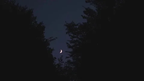 Half moon seen in between tree crown Stock Footage