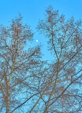 Half moon surrounded by tree branches on the beautiful sky background Stock Photos