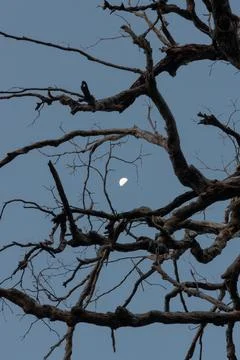 Half moon,  through the dry branches of a tree Stock Photos
