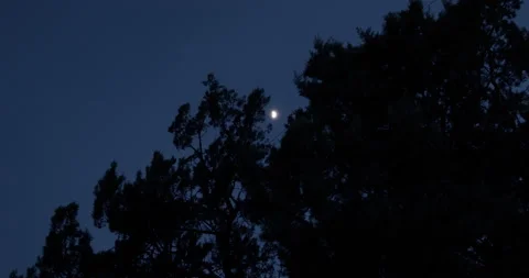 Half Moon with Trees at Night Stock Footage 136200261