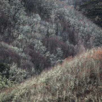 Half-mountain slopes covered with deciduous forests Stock Photos