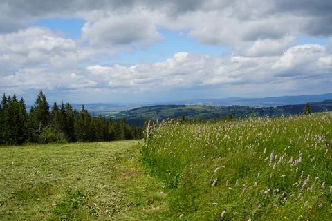 A half of the mowed fields Stock Photos