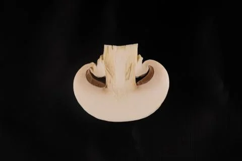 Half of the mushroom Agaricus Stock Photos