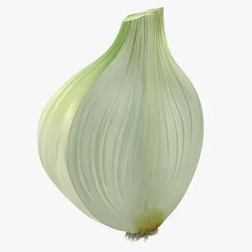 Half Onion 3D Model