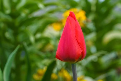 A half-open bud of a red tulip with green vegetation in the background. Close Stock Photos