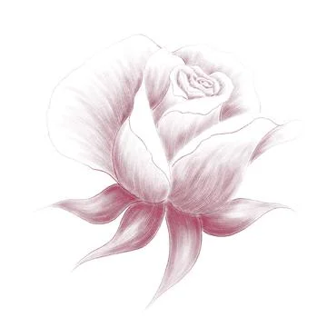 Half open Bud of a rose drawing with shading Stock Illustration