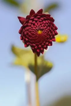 Half open dahlia Stock Photos