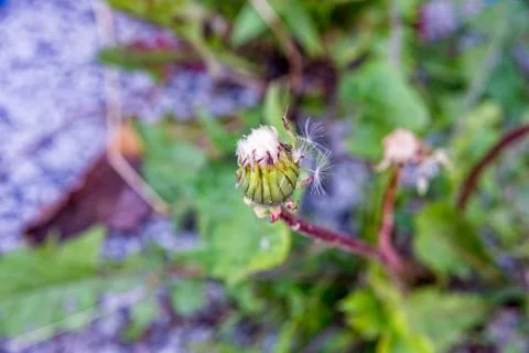 Half open dandelion grows on the meadow Stock Photos