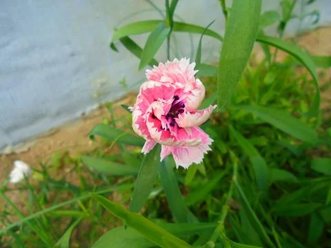 Half-open dianthus carnation bloom by garden wall in late summer Stock Photos