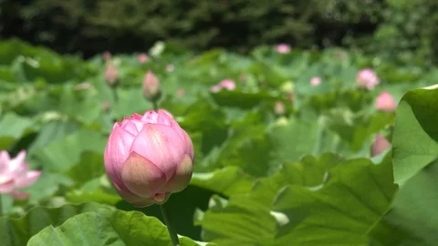 Half open lotus blossom Stock Footage 98476560