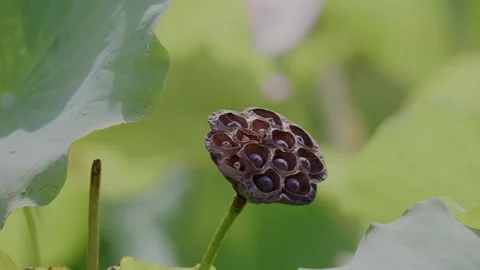 Half-open lotus flowers Video stock 347501389