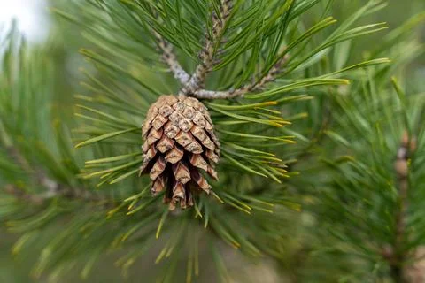 Half-open pine cone on branch with green needles Stock Photos