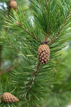 Half-open pine cone on branch with green needles Stock Photos