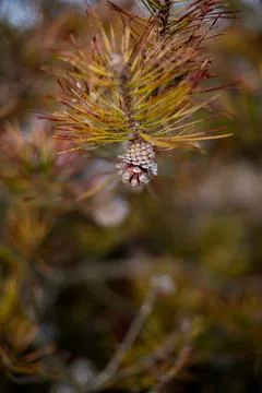 Half-open pine cone on pine tree branch with green needles with copy space. Stock Photos