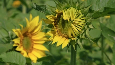 Half-Open Sunflower Blooming in Summer Sunlight 스톡 동영상 331802611
