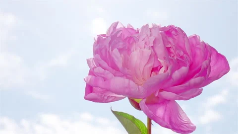 A half-open sunlit bright pink peony flower sways in the breeze 스톡 동영상 242974995