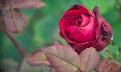 Half-opened bud of a red rose on a sunny day. Stock Photos